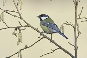 Twig Prints: Great Tit (Parus major) adult, perched on Common Hazel (Corylus avellana) twig with catkins