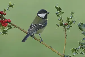 Fruits Prints: Great Tit (Parus major) adult, perched on European Holly (Ilex aquifolium) twig with ripe berries