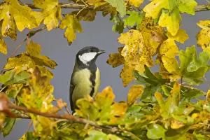 Maples Prints: Great Tit (Parus major) adult, perched on Field Maple (Acer campestre) amongst leaves in autumn colour