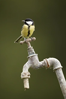 Great Tit (Parus major) adult, perched on garden tap, Shropshire, England