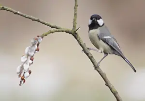 Willow Prints: Great Tit (Parus major) adult, perched on Goat Willow (Salix caprea) twig