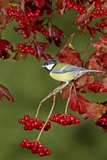 Berry Prints: Great Tit (Parus major) adult, perched on Guelder Rose (Viburnum opulus) twig with berries