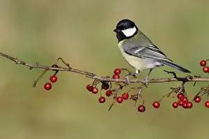Twig Prints: Great Tit (Parus major) adult, perched on hawthorn twig with ripe berries