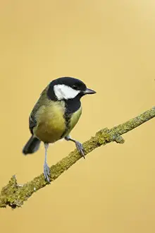 Song Bird Prints: Great Tit (Parus major) adult, perched on lichen covered twig