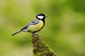 Marteg Valley Prints: Great Tit (Parus major) adult, perched on moss covered stump