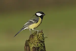 Paridae Prints: Great Tit (Parus major) adult, perched on mossy stump, West Yorkshire, England, December