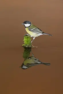 Reflections Prints: Great Tit (Parus major) adult, perched on mossy stump in water with reflection
