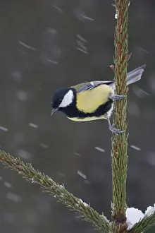 Christmas Prints: Great Tit (Parus major) adult, perched on Norway Spruce (Picea abies) planted Christmas tree in snowfall
