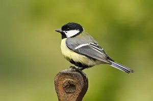Marteg Valley Prints: Great Tit (Parus major) adult, perched on rusting farm equipment