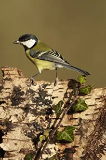 Song Bird Prints: Great Tit (Parus major) adult, perched on Silver Birch (Betula pendula) stump