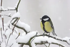 Snow Falls Prints: Great Tit (Parus major) adult, perched on snow covered twig during snowfall
