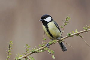 Great Tit (Parus major) adult, perched on twig, Staffordshire, England, february