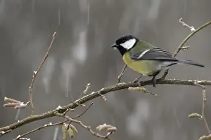 Snow Falls Prints: Great Tit (Parus major) adult, perched on twig during snowfall