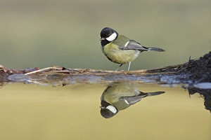 Pool Prints: Great Tit (Parus major) adult, standing at edge of pool