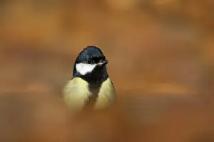 Great Tit (Parus major) adult, standing amongst fallen leaves on woodland floor, Suffolk, England, January