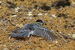 Iberia Prints: Great Tit (Parus major) adult, sunning on ground, Castilla y Leon, Spain, June