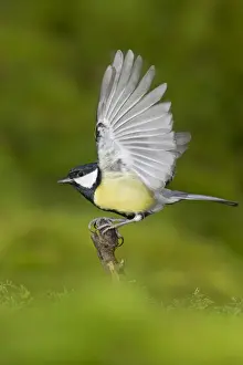 Raised Prints: Great Tit (Parus major) adult, taking off from mossy stump, Suffolk, England, January