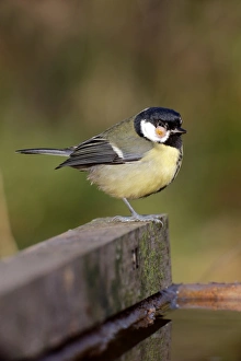 Great Tit (Parus major) adult, with tumor growth on head, standing at edge of water, Warwickshire, England, December