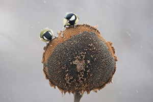 S Eed Prints: Great Tit (Parus major) two adults