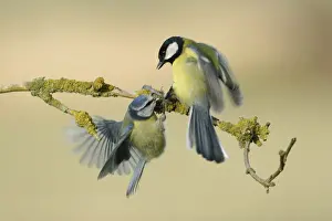 Caeruleus Prints: Great Tit (Parus major) and Blue Tit (Parus caeruleus) adults
