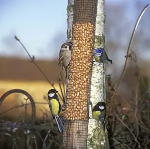Feeder Prints: Great Tit (Parus major), Blue Tit (Parus caeruleus) and Tree Sparrow (Passer montanus) adult
