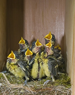 Begging Prints: Great Tit (Parus major) chicks
