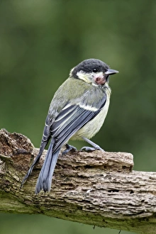 Growth Prints: Great Tit (Parus major) immature
