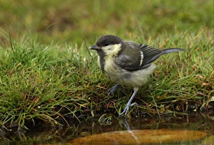 Great Tit (Parus major) juvenile, drinking at edge of pond, Norfolk, England, july