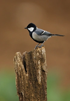 Great Tit (Parus major mahrattarum) adult, perched on post, Sri Lanka, december