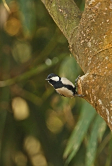 Dibru Saikhowa Prints: Great Tit (Parus major nipalensis) adult