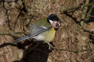 Parus Prints: Great Tit with tumor growth on throat/chin