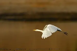 Botswana Prints: Great White Egret (Ardea alba melanorhynchos) adult