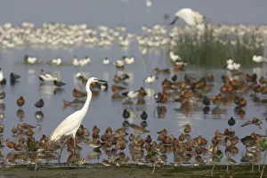 South China Sea Prints: Great White Egret (Ardea alba modesta) Curlew Sandpiper (Calidris ferruginea) and Red-necked Stint (Calidris ruficollis)