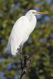 Egrets Prints: Great White Egret (Egretta alba) adult, perched on branch, Gambia, january