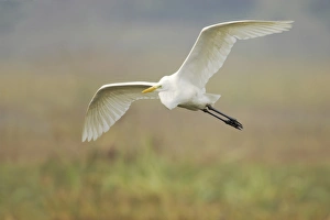 Keoladeo Ghana Prints: Great White Egret (Egretta alba) adult