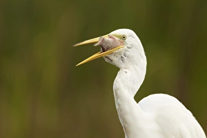 Egrets Prints: Great White Egret (Egretta alba) adult