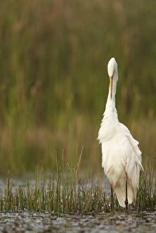 Great White Egret (Egretta alba) adult, preening neck feathers, standing in shallow water, Hungary