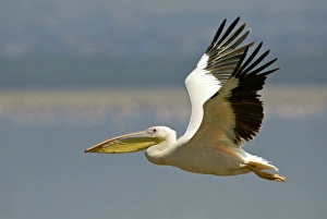 Great White Pelican (Pelecanus onocrotalus) adult, in flight, Lake Nakuru, Kenya