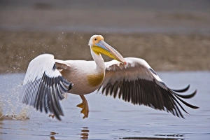 Great White Pelican (Pelecanus onocrotalus) adult, in flight, taking off from water, Lake Nakuru, Great Rift Valley