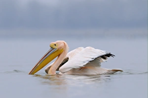 Great White Pelican (Pelecanus onocrotalus) adult, in breeding plumage, swimming, Lake Kerkini, Macedonia, Greece