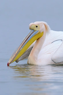 Great White Pelican (Pelecanus onocrotalus) adult, in breeding plumage, close-up of head, swimming, Lake Kerkini, Macedonia, Greece