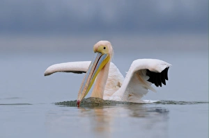 Great White Pelican (Pelecanus onocrotalus) adult, in breeding plumage, swimming, Lake Kerkini, Macedonia, Greece