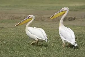 Great White Pelican (Pelecanus onocrotalus) two adults, walking, Kenya