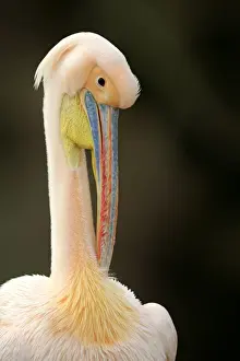Great White Pelican (Pelecanus onocrotalus) pink adult, breeding plumage, close-up of head and neck, preening (captive)