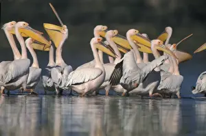 Great White Pelicans (Pelacanus onocrotalus) Group - Lake Baringo, Kenya