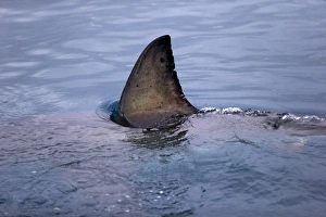 South Africa Prints: Great White Shark (Carcharodon charcharias) adult