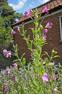 Willow Herb Prints: Great Willowherb (Epilobium hirsutum) flowering