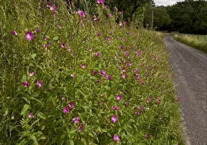 Willow Herb Prints: Great Willowherb (Epilobium hirsutum) flowering mass