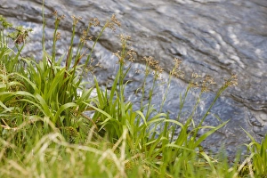 River Bank Prints: Great Wood-rush (Luzula sylvatica) flowering, growing on riverbank, Powys, Wales, April