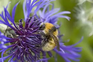 Orkney Prints: Great Yellow Bumblebee (Bombus distinguendus) adult